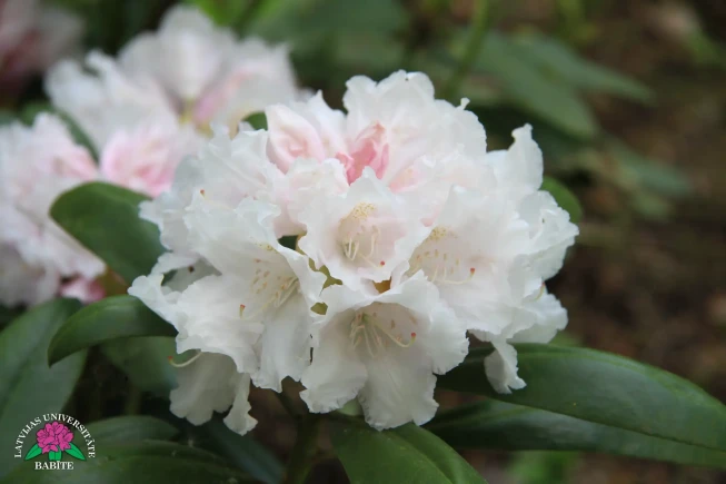 Rhododendron   'Falling Snow'
